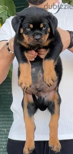 Top Puppies Rottweiler 0