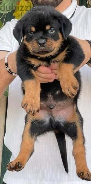 Top Puppies Rottweiler 1