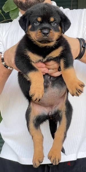 Top Puppies Rottweiler 2