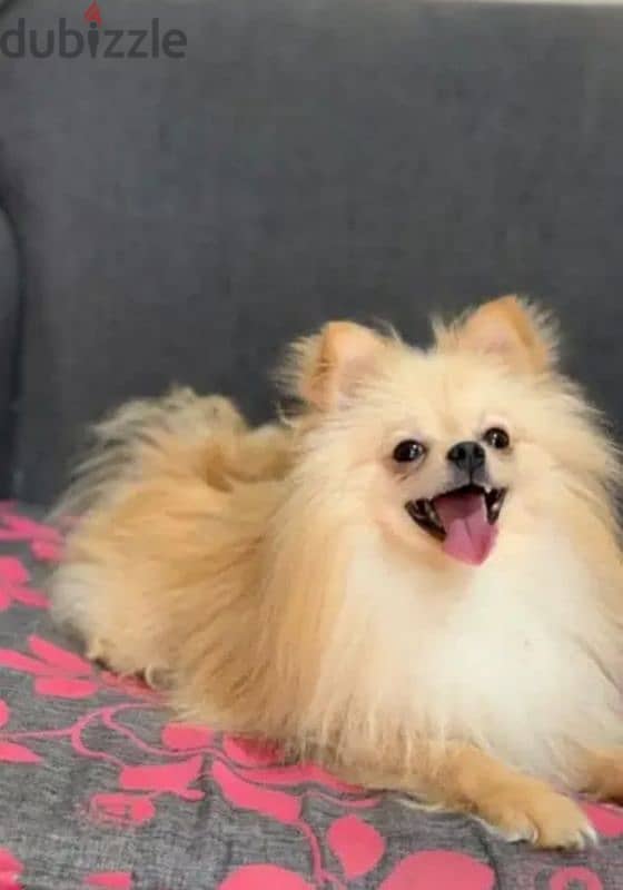 ولد بومرينيان للزواج.  Pomeranians are born only for marriage 0