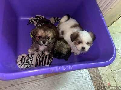 Schitzu puppies