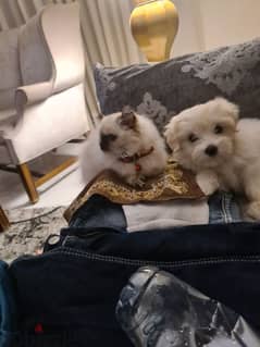 Maltese Puppy 0