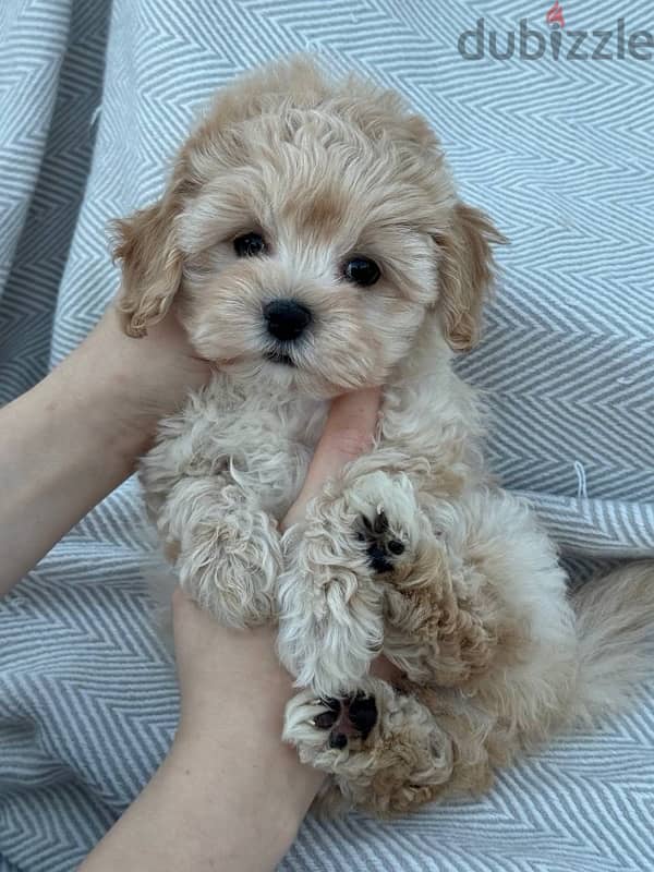 puppy maltipoo 0