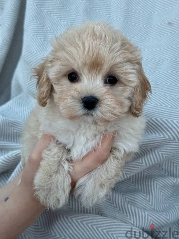 puppy maltipoo 1