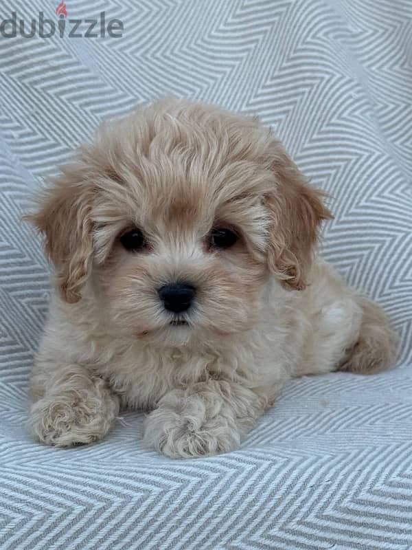 puppy maltipoo 2