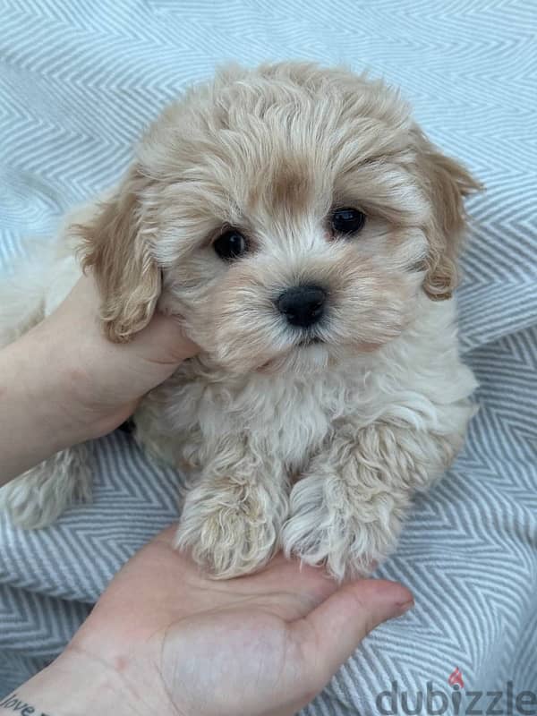 puppy maltipoo 3