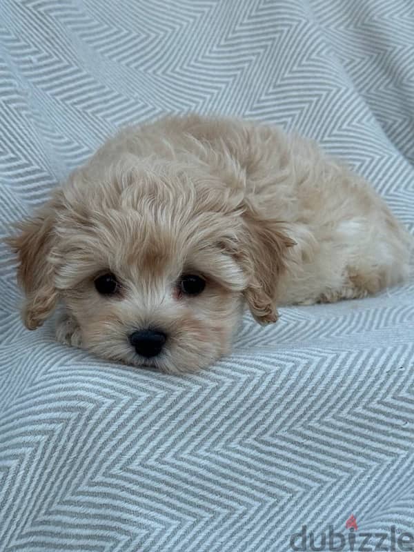 puppy maltipoo 4