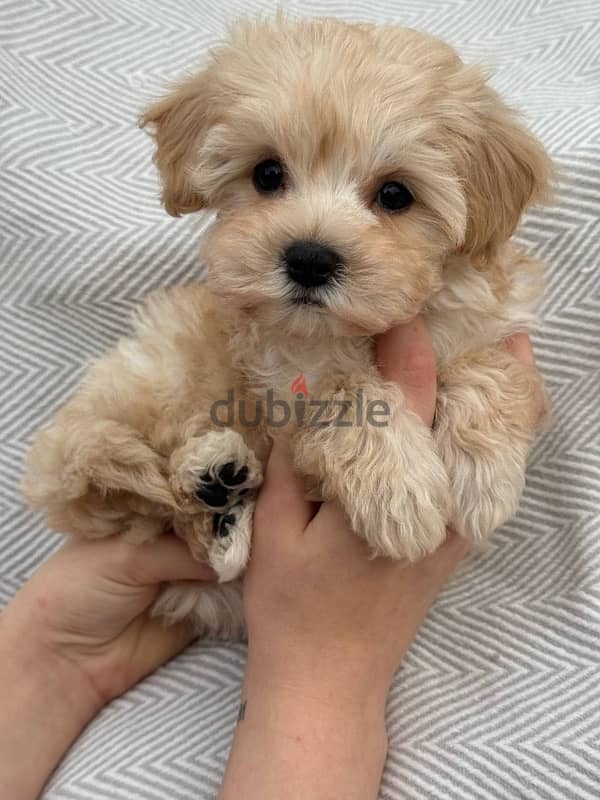 puppy maltipoo 5