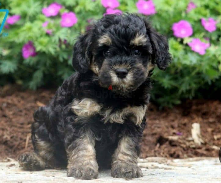 puppy poodle 3