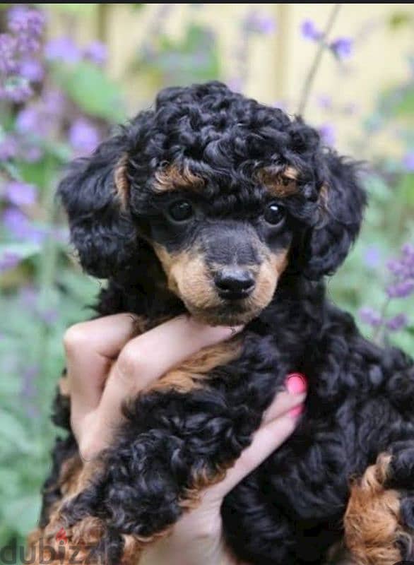 puppy poodle 10