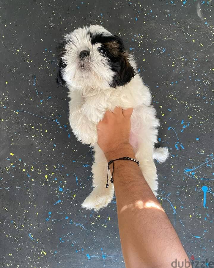 Imported mini shih tzu puppies top quality 0