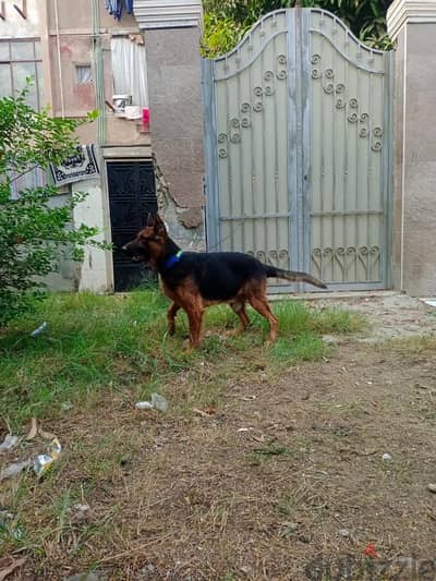 german dog for sale كلب جيرمن للبيع