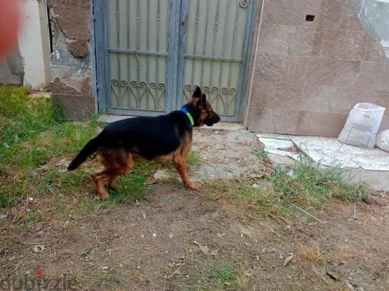 german dog for sale كلب جيرمن للبيع 2