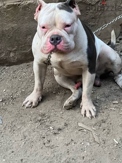 male american bully