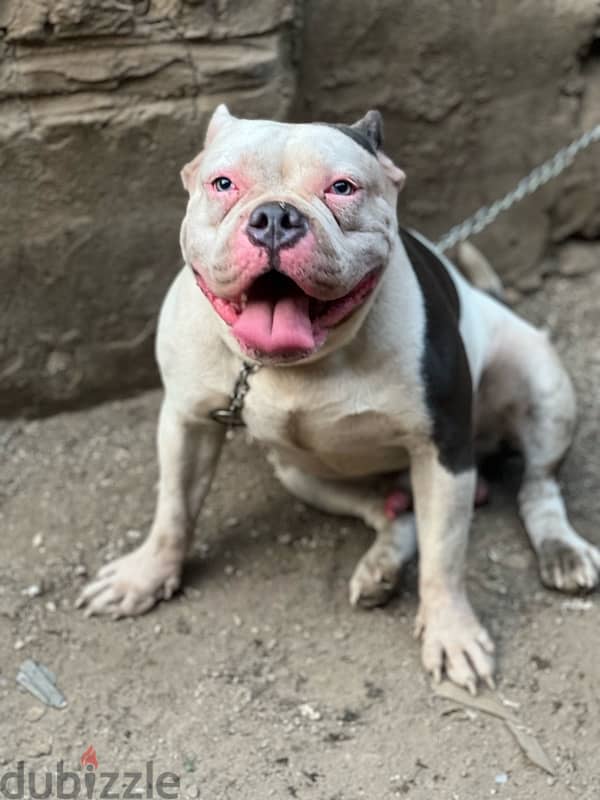 male american bully 1