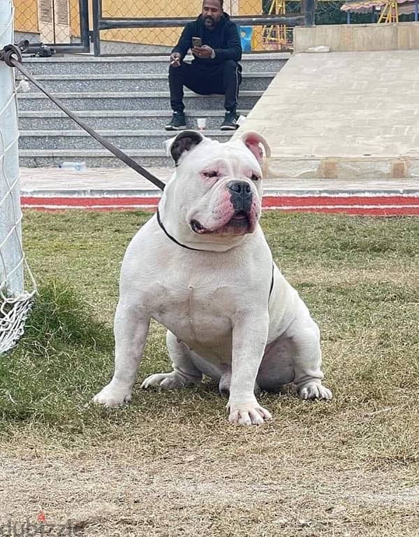 male american bully 2