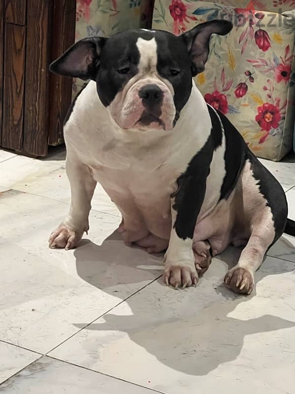 male american bully 3