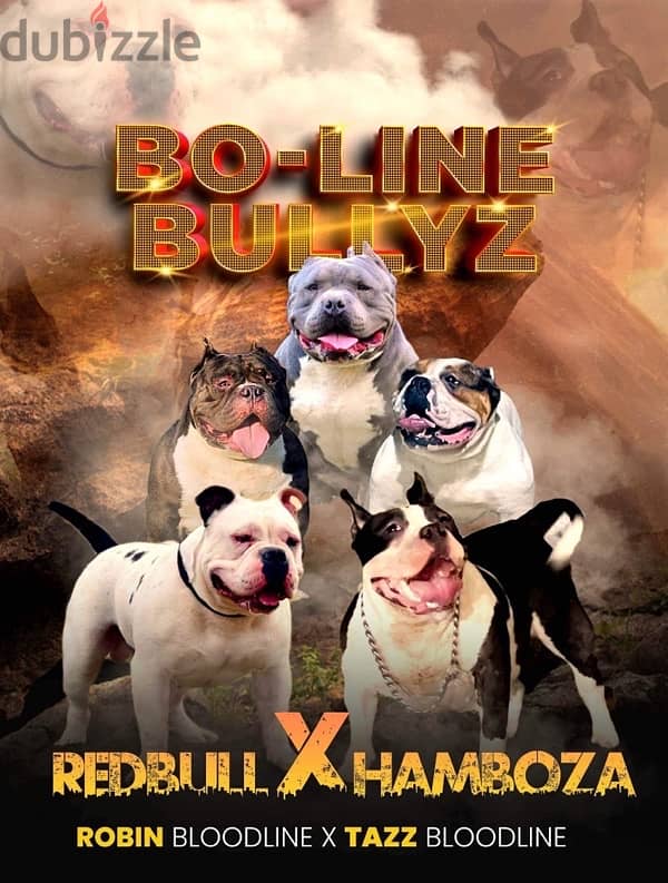 male american bully 5