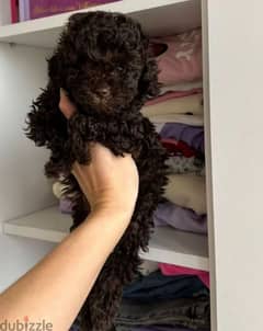 Chocolate poodle puppy boy from Russia 0