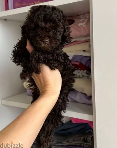 Chocolate poodle puppy boy from Russia