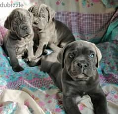 cane corso puppy boy from Russia 0