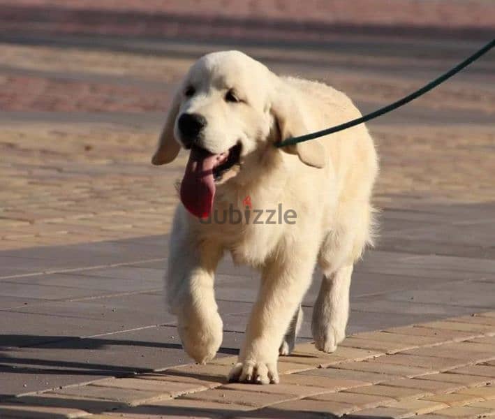 Golden retriever puppy boy from Russia 0