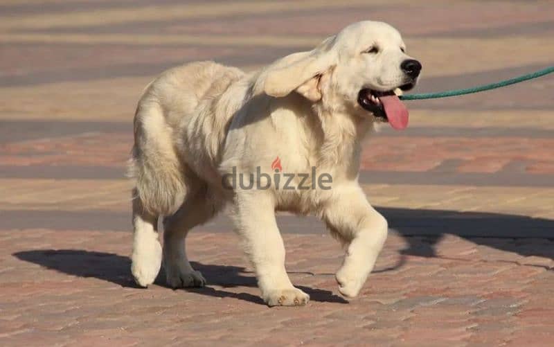 Golden retriever puppy boy from Russia 1