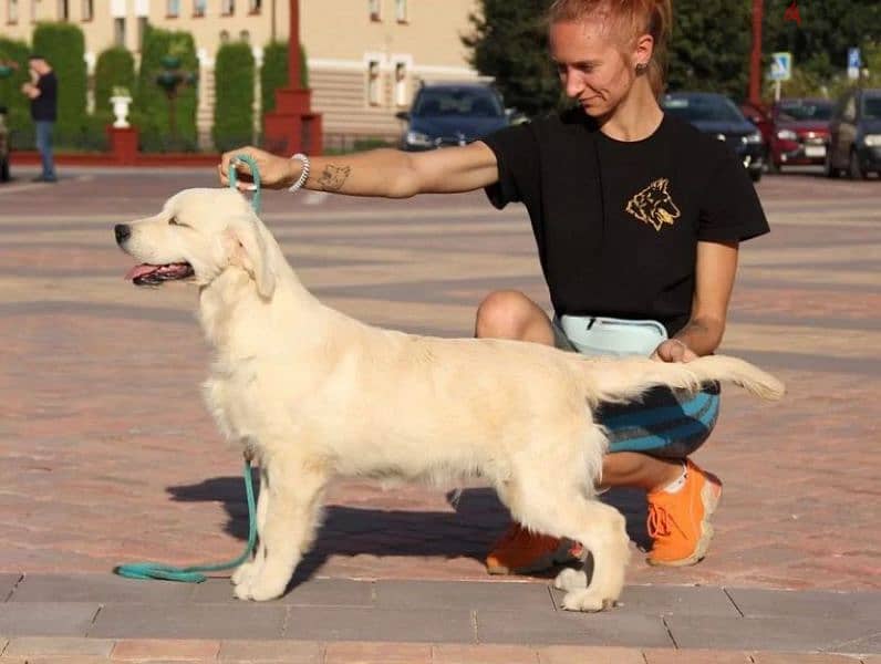 Golden retriever puppy boy from Russia 2