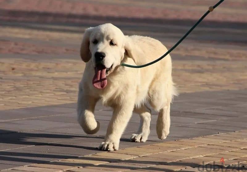 Golden retriever puppy boy from Russia 3