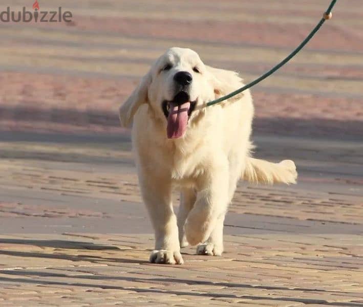 Golden retriever puppy boy from Russia 4