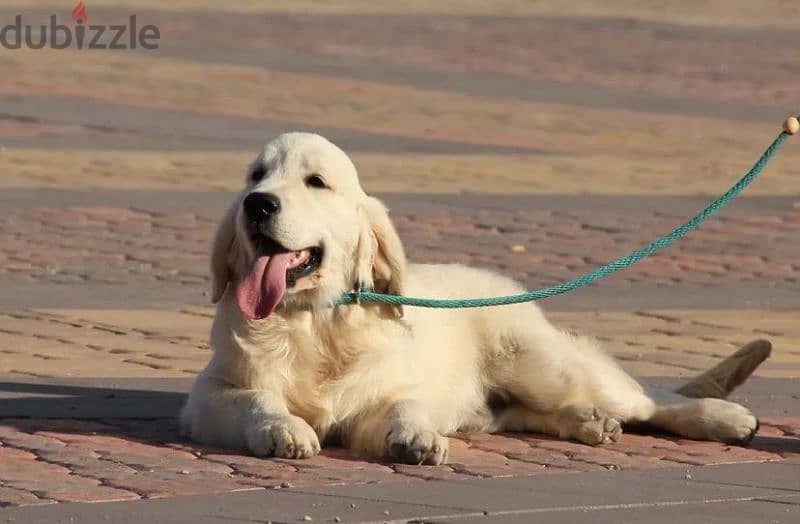 Golden retriever puppy boy from Russia 5