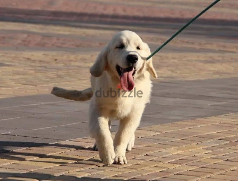 Golden retriever puppy boy from Russia 6