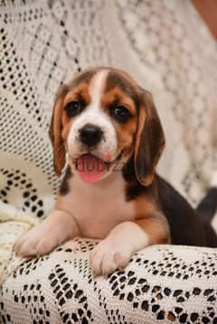 Beagle Puppies High Quality 0