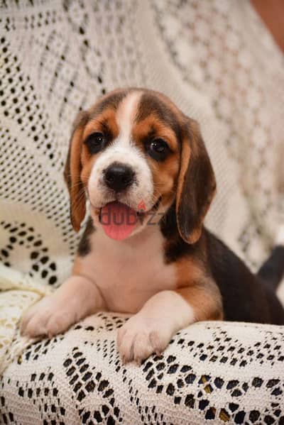 Beagle Puppies High Quality