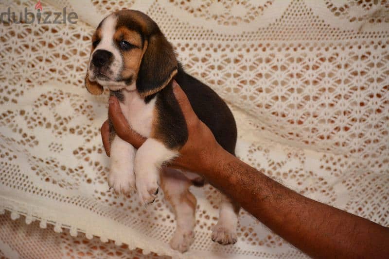 Beagle Puppies High Quality 1