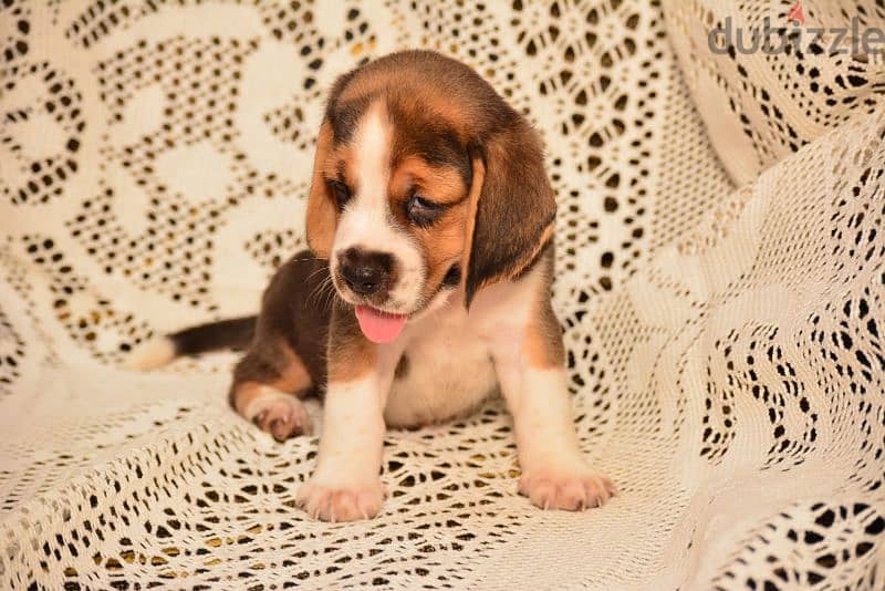 Beagle Puppies High Quality 2