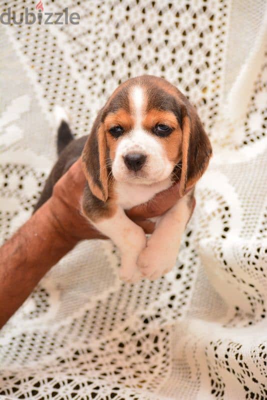 Beagle Puppies High Quality 4