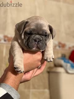 French bulldog فرنش بولدوج puppy 0