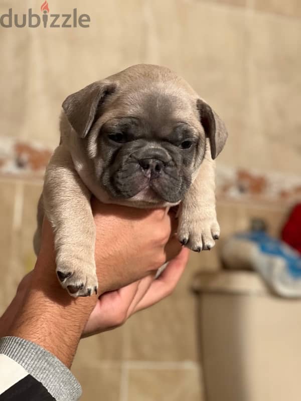 French bulldog فرنش بولدوج puppy 0