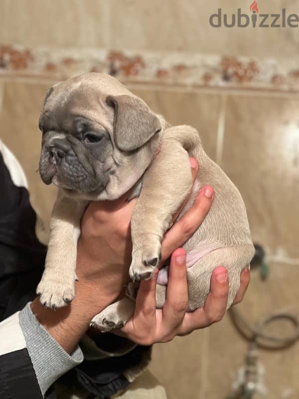 French bulldog فرنش بولدوج puppy 1