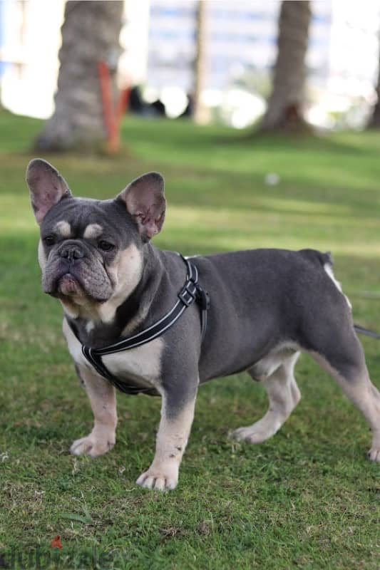 French bulldog فرنش بولدوج puppy 4