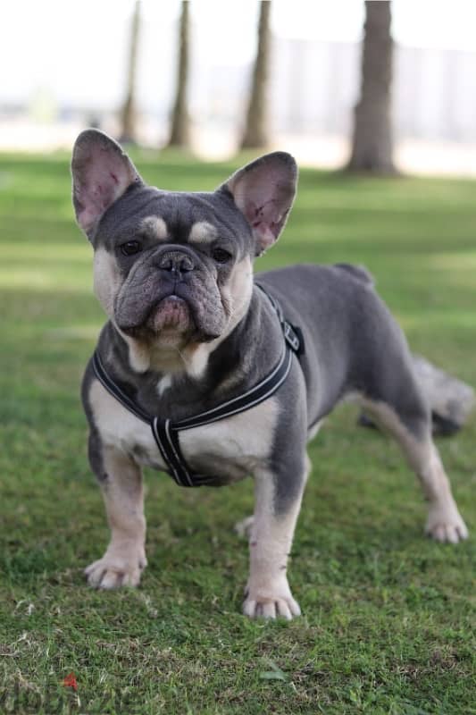 French bulldog فرنش بولدوج puppy 5