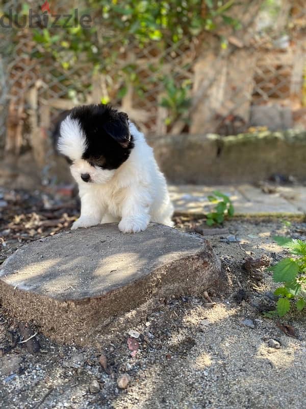 havanese هافنيز panda face 0