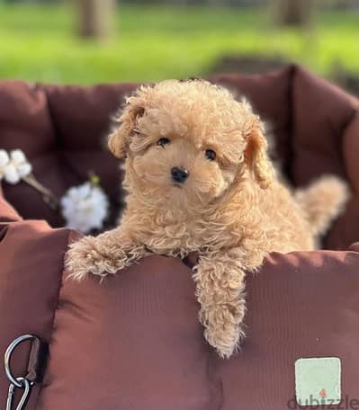 maltipoo مالتي بو