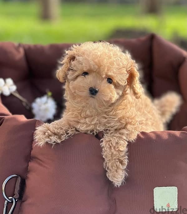 maltipoo مالتي بو 0