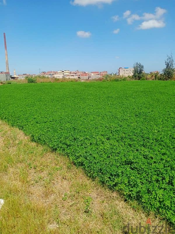 ارض زراعيه للبيع في العوايد ٦ فدادين و نص كردون مبانى \ Land for sale 0