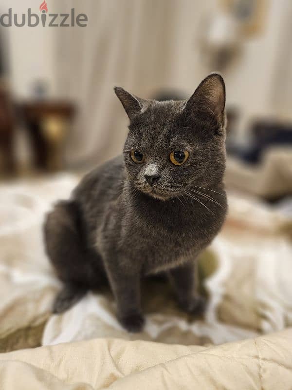 British Blue cat 0