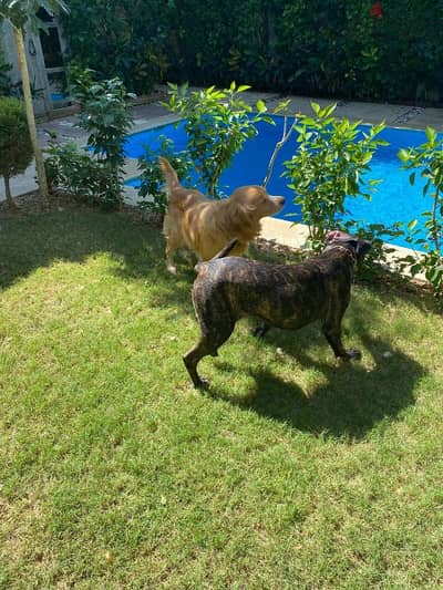 cane corso female dog