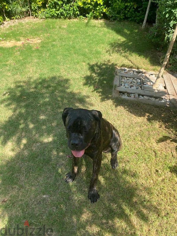 cane corso female dog 2