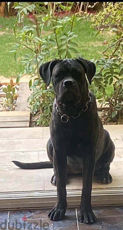 cane corso female dog 4